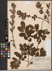 Foto von Salix aurita L.